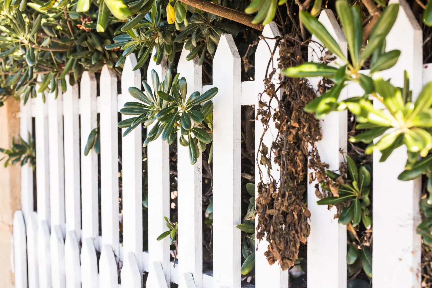 White wood picket fence with plants growing through it