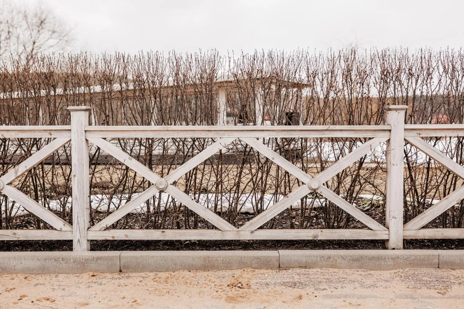 White X-brace board fence in front of a row of bare hedges